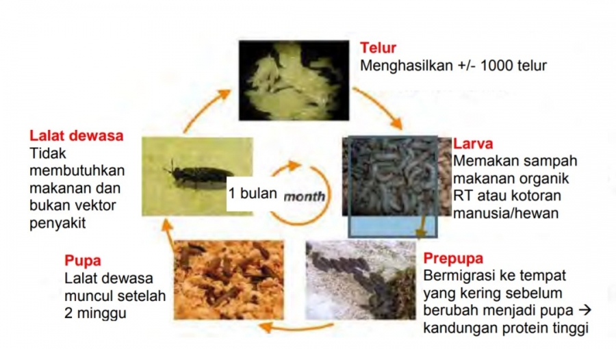Biokonversi Sampah Organik Dengan Black Soldier Fly